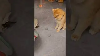 Cat 😺😺 #shorts #shortsfeed #youtubeshorts #viralshorts