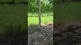 Crop Damage Beaver farming