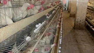 Collection Murgi Hen Harvesting Egg On Poultry Farming | Poultry Farming Business |( Part 26