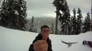 cool birds at whistler gopro