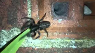 Tube Web spider .. uk.. Segestria Florentina...