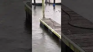 Gorgeous male bufflehead duck swimming to his ladies. Please subscribe and share!