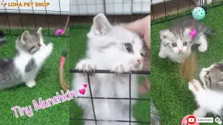 LOHA PET SHOP Cute Pets for sale Tiny Munchkin Kittens playing with toys