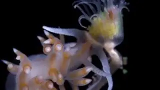 Sea slug feast