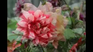 flowers london | florist london | london florist | flower shop london