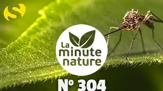 MON ANTI-MOUSTIQUES PRÉFÉRÉ (No 304)