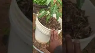 I ONLY USE RAINWATER FOR MY PLANTS & THIS IS WHY #gardeningtips #containergardening