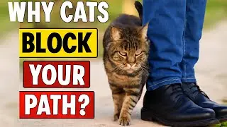If Your Cat Blocks Your Path, They&rsquo;re Trying to Tell You Something Important