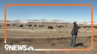 Grand County rancher reflects on 1 year of wolves