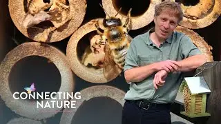 Where do Irish Solitary Bees nest?