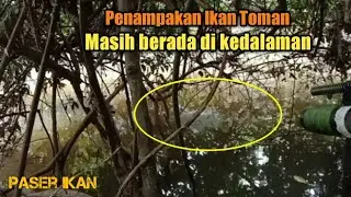 Maser Ikan Toman disungai Mati Tengah Hutan@paser11