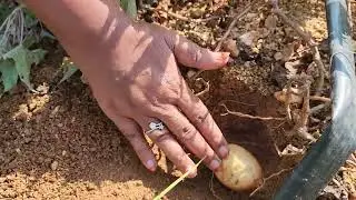 white,red sweet Potato, 6 varieties with different beautiful leaf foliage at our Aranya ZBNF farm