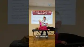 Stages of manual muscle testing: pretension, tension, stretching.