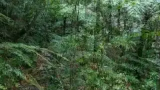Albert River Track 2 - Lamington National Park, Queensland, Australia