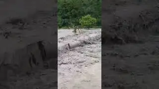 The dog survived by swimming in a swollen river.ადიდებულ მდინარეში ძაღლმა ცურვით გადაირჩინა თავი