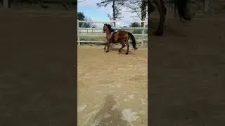 Peter lovely 2 year old with fab movement