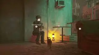 Stray livestream come hang