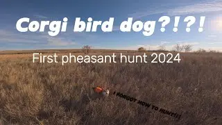 Corgi Bird Dog?!?! First pheasant hunt of 2024 season! Come enjoy my first real hunting video!