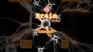 How Neurons REALLY Communicate | Brain works