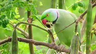 NATURAL PARROT FOOD: Indian Ringneck Parrot Eating Drumstick on Tree