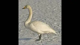 Whooper Swan Bird Sound