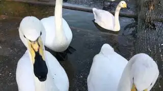 Call of the whooper swan (a flock of whooper swans)