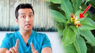 Что такое инсулиновый завод? Действует ли он как инсулин?