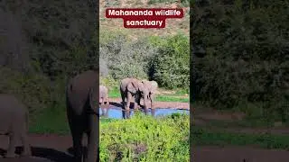 #siliguri #gojaldoba#hongkongmarket #sevok #mahanandawildlifesanctuary #travel #coronation