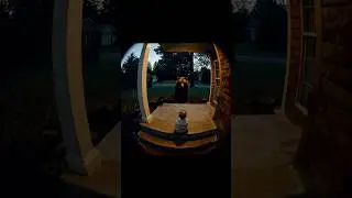 Ring camera caught this. Watch till the end. 😱💀