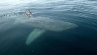 Littoral : Rendez-vous avec les requins géants