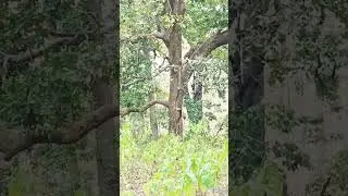 beautiful Leopard sighting in Corbett National Park|#CorbettNationalPark #wildlife #leopard