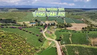 Cảnh đẹp N&ocirc;ng trường tr&agrave; Tằng Vĩnh An, Bảo Lộc, L&acirc;m Đồng