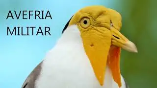 AVEFRIA MILITAR