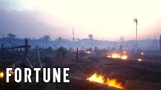 The &lsquo;Lungs of the Earth&rsquo; Are on Fire