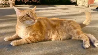 My Bilingual Cat | Cute Cat Video