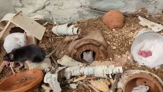 Baby mice being moved to their nest