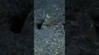 Mantis Shrimp: The Knockout Artist of the Ocean | Unbelievable Animal Shorts