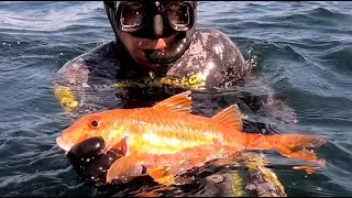 Enorme Rougets en chasse sous marine