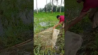 Village Fishing in Low Water 🐟 #ytshorts #shorts