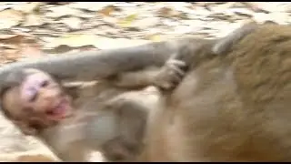 Pity Alba Screaming Loudly and Angry Mother | Anna No Care Baby Nearly Fall Down | Monkey Crying