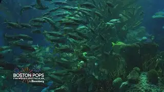 Preventing Over-Fishing in New England and an Aquarium's Mission to Protect Oceans