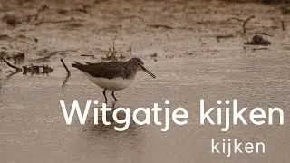Witgatje kijken / Observing a Green Sandpiper #625