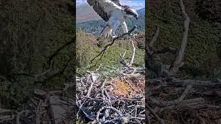 Osprey transports large sticks with ease #birds #nest #wildlife