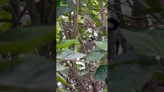 Small Birds Big Family Life in Tree Branches #birds #northernpygmyowl #commonloon #birdsinging