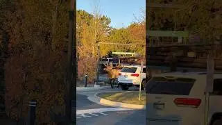 Bull elk blocks Starbucks drive through to encourage people to support local