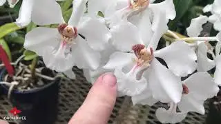 OrchidWeb - Vanda barnesii