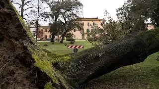 Crolla leccio secolare a Villa Borbone