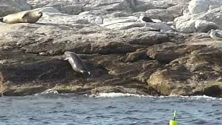 Seal Pup Hauling Out at Duck Island, NH
