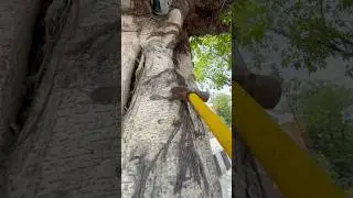 Remove the nail from pillhan Tree 🌳, ￼ easy way to removing nail from trees #savenature #Savetrees