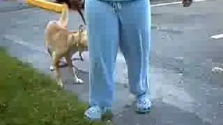 Max, The Flying Dog!!!!!